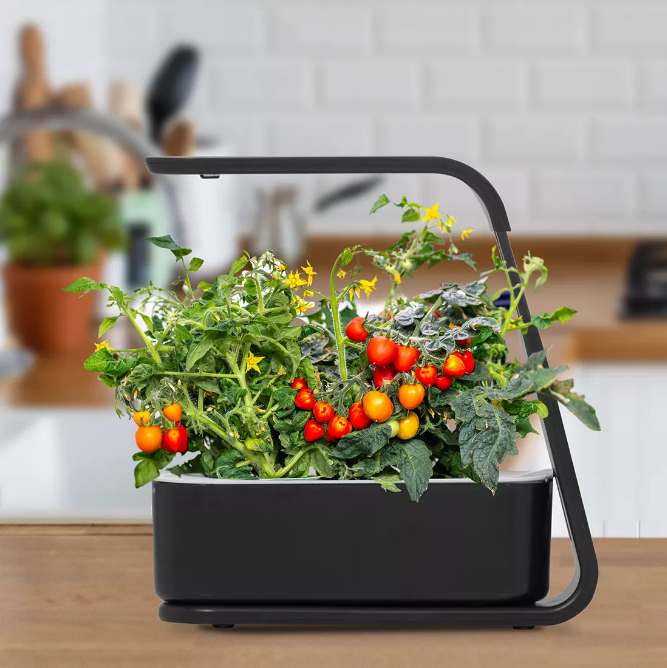 aero garden seed starter AeroGarden Sprout Black with Seed Starting System Bundle – Openbax